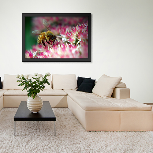 Quadros com Fotos - Abelha na flor